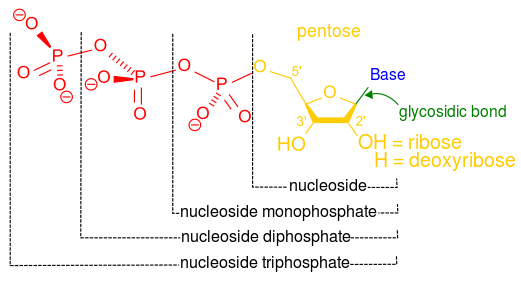 Nucleotides02